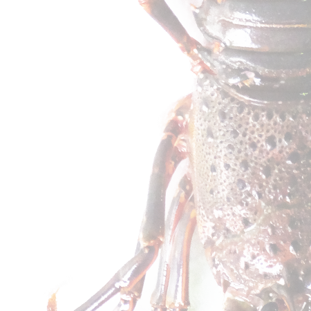 イセエビ・国産イセエビ