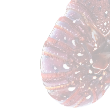 イセエビ・西オーストラリア産ロブスター