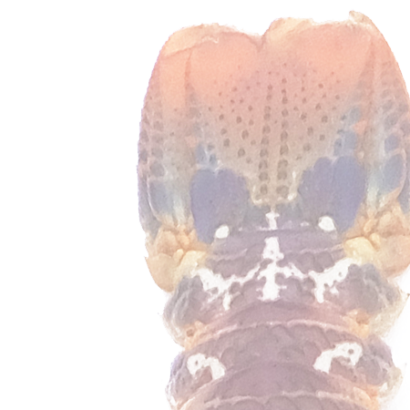 イセエビ・南アフリカ産ロブスター