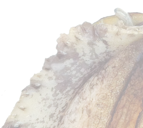 韓国産　養殖エゾアワビ