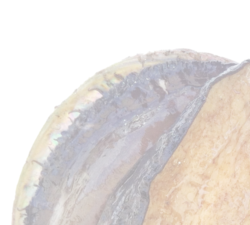 オーストラリア産　天然アワビ