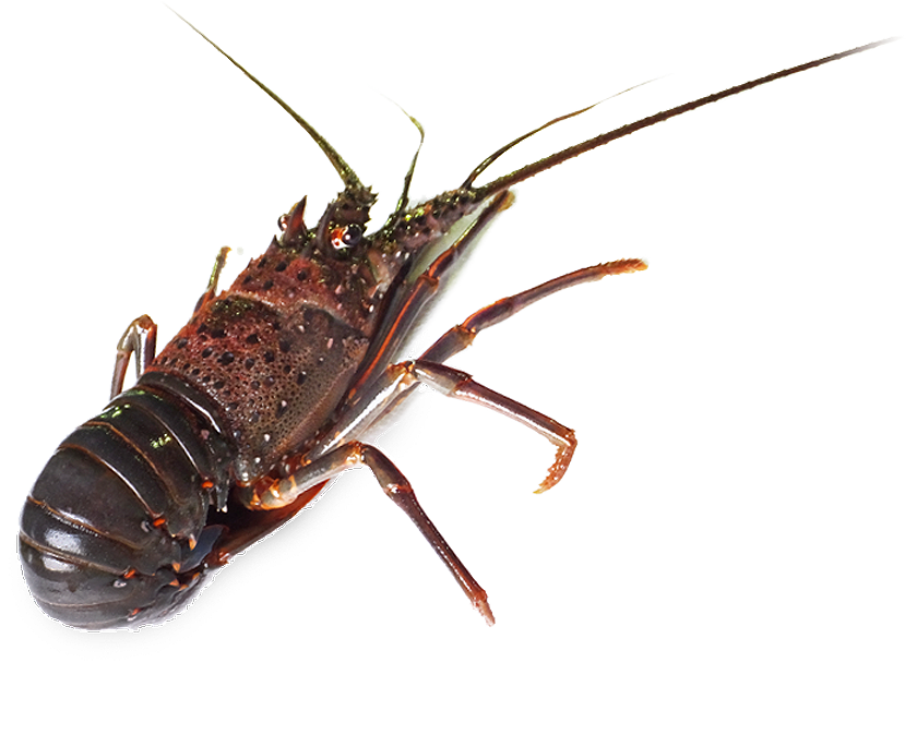 イセエビ・国産イセエビ