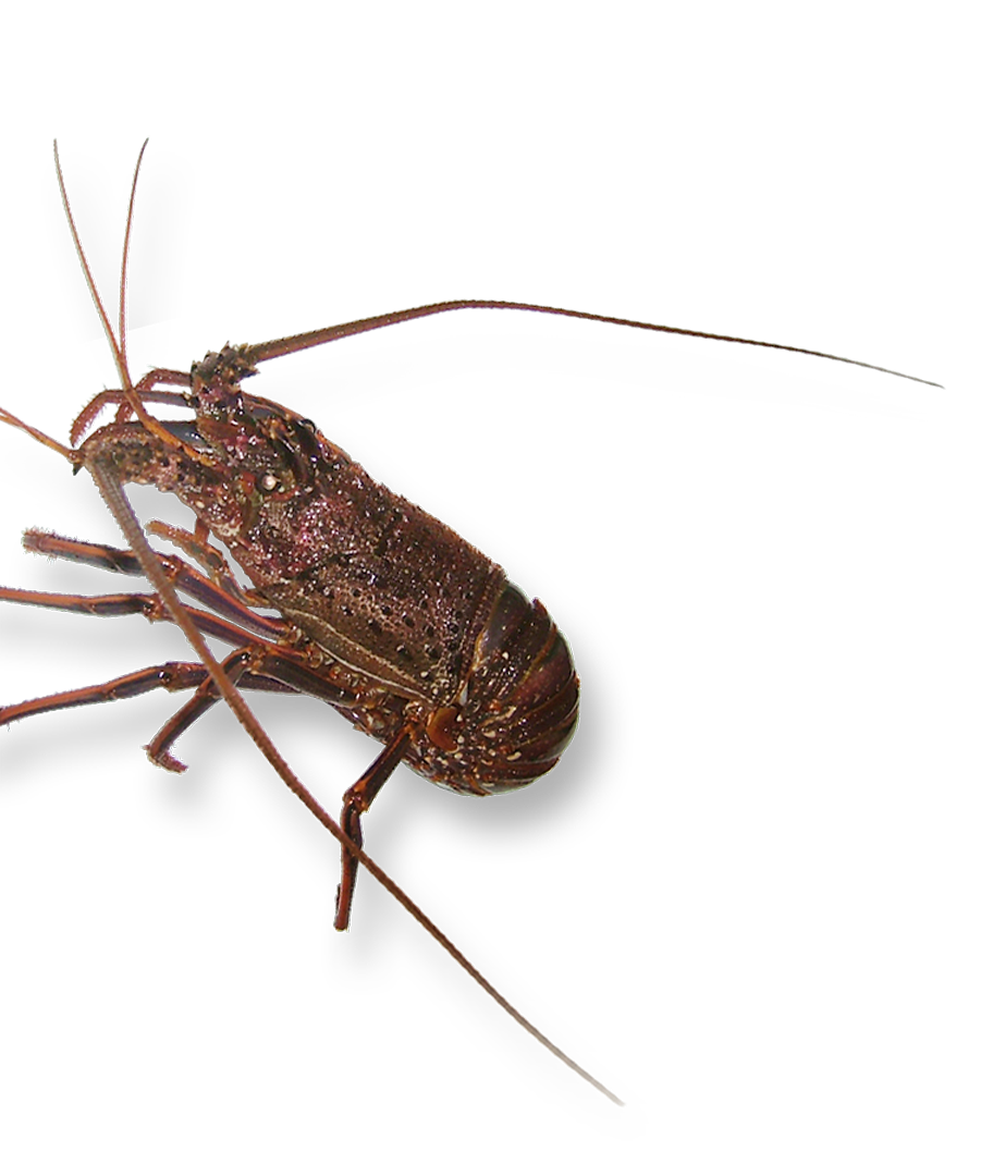 イセエビ・西オーストラリア産ロブスター