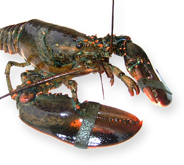 オマールエビ・カナダ・アメリカ産