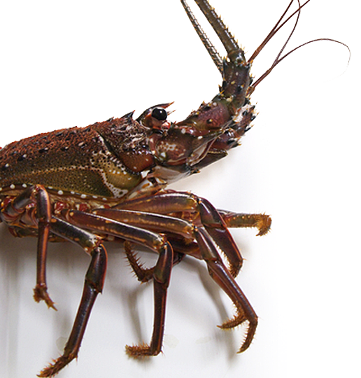 LOBSTERS イセエビ