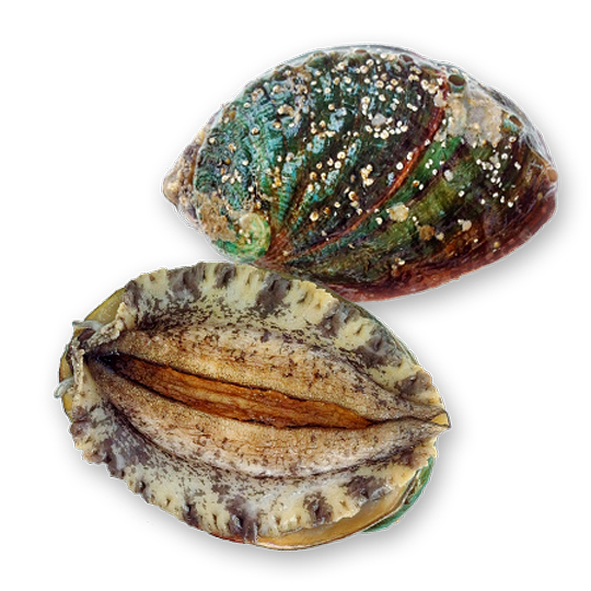 韓国産　養殖エゾアワビ